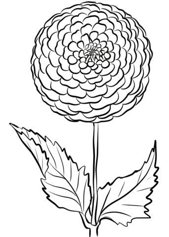 Dahlia 'Beauty Of Hastings' Coloring Page